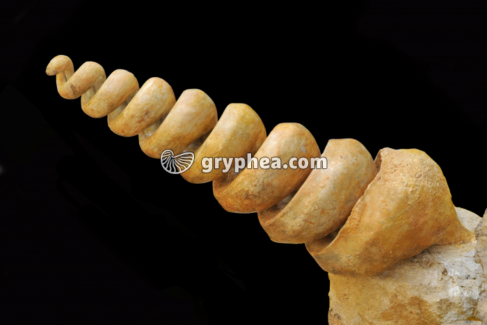 Gastéropode fossile - gryphea.com